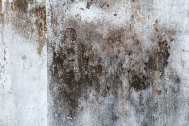 Best Industrial Mold Remediation  in Lake Of The Pines, CA