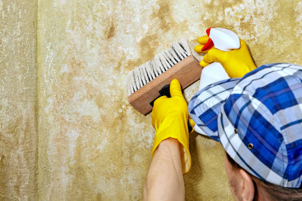 Best Mold-Related Health Consultation  in Lake Of The Pines, CA
